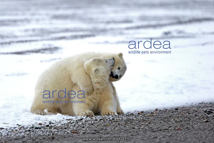 : Polar Bear yearlings playing in the snow Autumn : Polar Bear yearlings playing in the snow Autumn