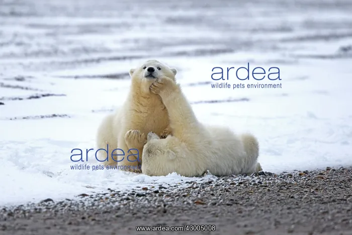 : Polar Bear yearlings playing in the snow Autumn : Polar Bear yearlings playing in the snow Autumn