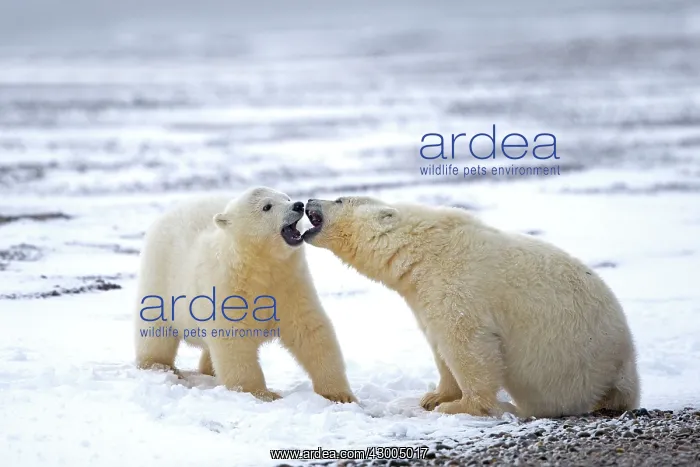 : Polar Bear yearlings playing in the snow Autumn : Polar Bear yearlings playing in the snow Autumn