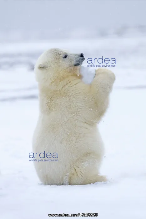 : Polar Bear yearlings playing in the snow Autumn : Polar Bear yearlings playing in the snow Autumn