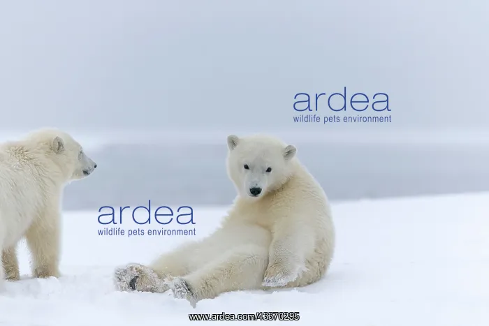 : Polar Bear - yearlings - sitting - along a barrier : Polar Bear - yearlings - sitting - along a barrier