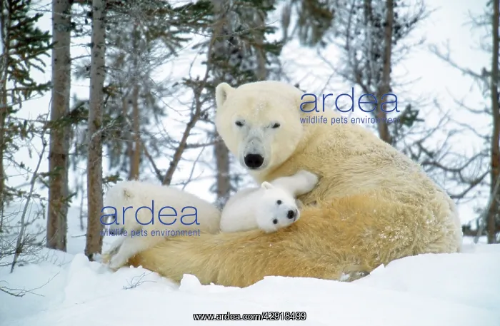  : Polar Bear - and young