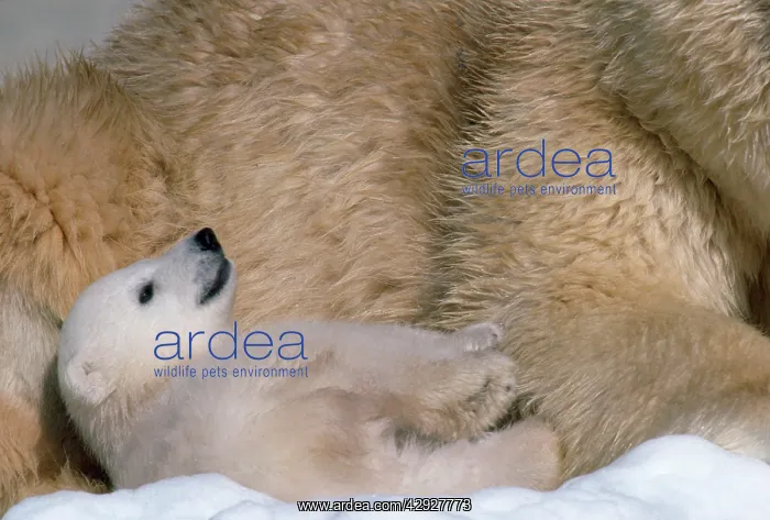 : Polar Bear - young : Polar Bear - young
