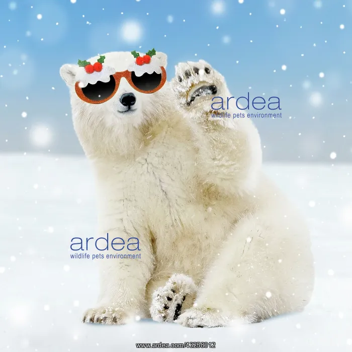 : Polar Bear - young bear waving and wearing Chirstmas : Polar Bear - young bear waving and wearing Chirstmas