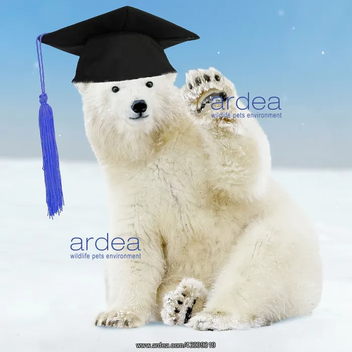 : Polar Bear - young bear waving and wearing a Graduation cap : Polar Bear - young bear waving and wearing a Graduation cap