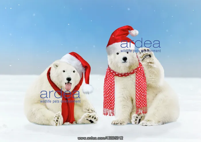: Polar Bear two young bears wearing Christmas hats : Polar Bear two young bears wearing Christmas hats