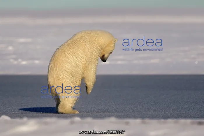 : Polar Bear - young cub jumping pushing down on the ice : Polar Bear - young cub jumping pushing down on the ice