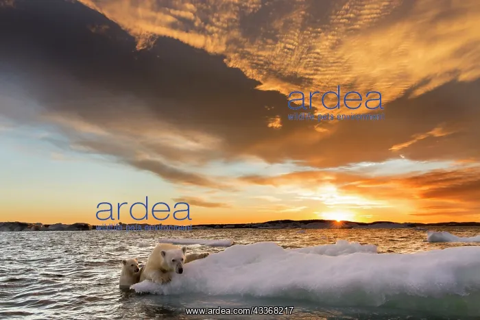 : Polar Bear and young cub (Ursus maritimus) cling : Polar Bear and young cub (Ursus maritimus) cling