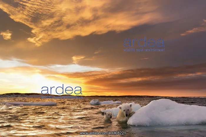 : Polar Bear and young cub (Ursus maritimus) cling : Polar Bear and young cub (Ursus maritimus) cling
