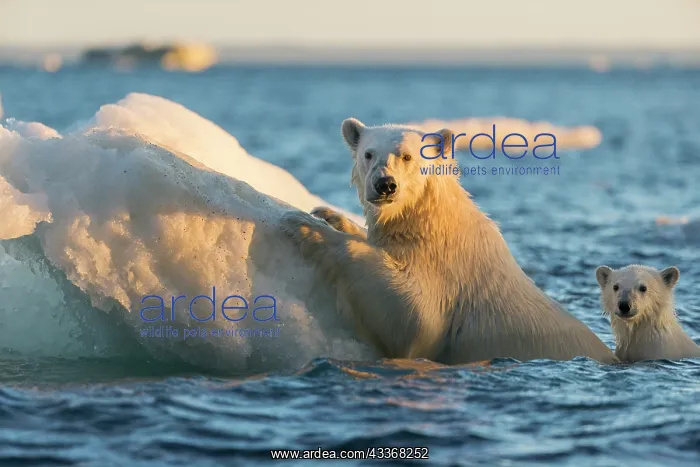  : Polar Bear and young cub (Ursus maritimus) cling