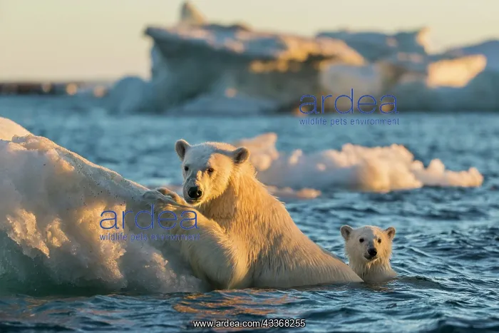  : Polar Bear and young cub (Ursus maritimus) cling
