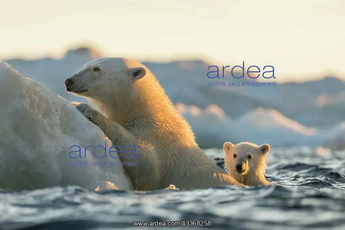 : Polar Bear and young cub (Ursus maritimus) cling : Polar Bear and young cub (Ursus maritimus) cling