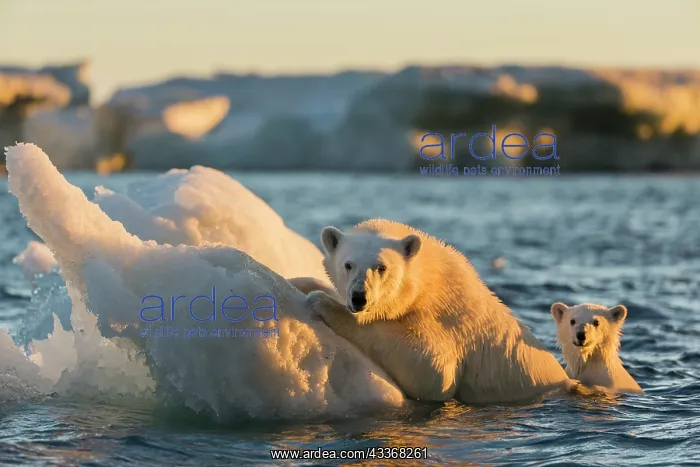 : Polar Bear and young cub (Ursus maritimus) cling : Polar Bear and young cub (Ursus maritimus) cling