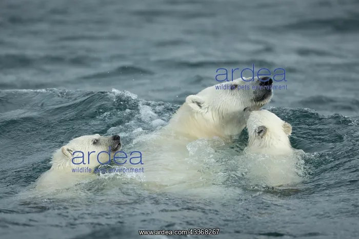 : Polar Bear and young cubs (Ursus maritimus) swimming : Polar Bear and young cubs (Ursus maritimus) swimming