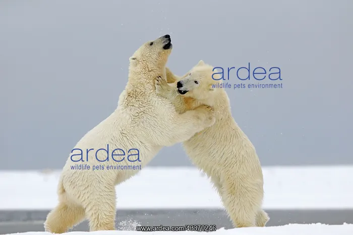 : Polar Bear - young playing along a barrier island : Polar Bear - young playing along a barrier island