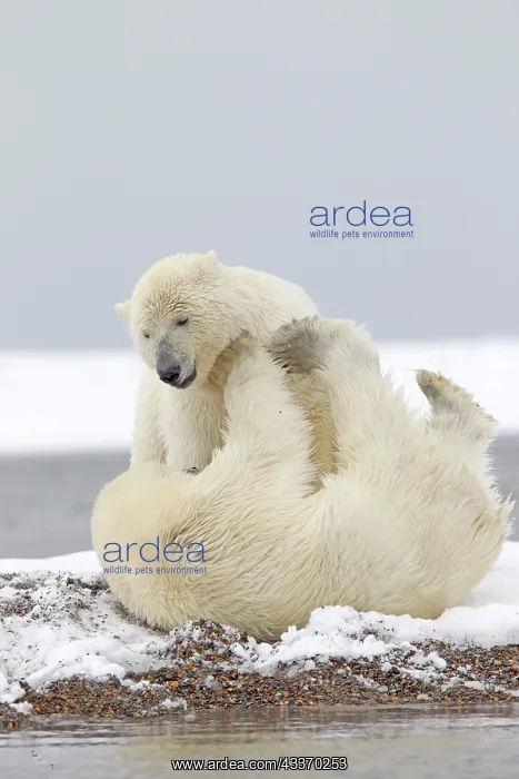 : Polar Bear - young playing along a barrier island : Polar Bear - young playing along a barrier island
