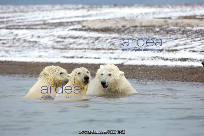 : Polar Bear young playing in the sea Autumn : Polar Bear young playing in the sea Autumn