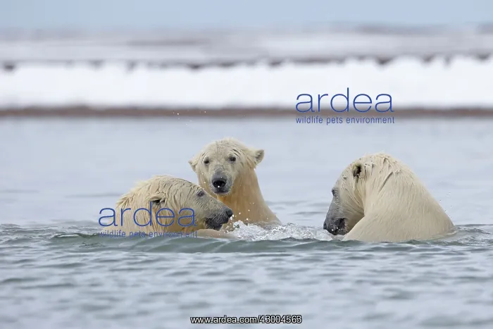 : Polar Bear young playing in the sea Autumn : Polar Bear young playing in the sea Autumn