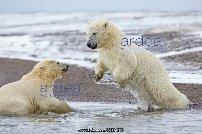 : Polar Bear young playing in the sea Autumn : Polar Bear young playing in the sea Autumn