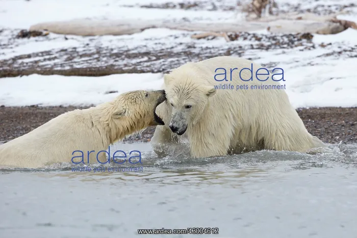 : Polar Bear young playing in the sea Autumn : Polar Bear young playing in the sea Autumn