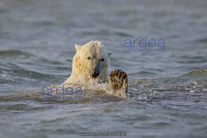 : Polar Bear young playing in the sea Autumn : Polar Bear young playing in the sea Autumn