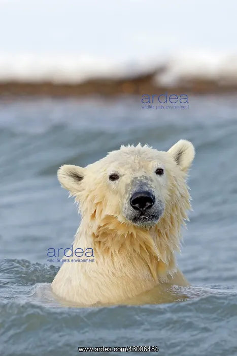 : Polar Bear young in the sea Autumn : Polar Bear young in the sea Autumn