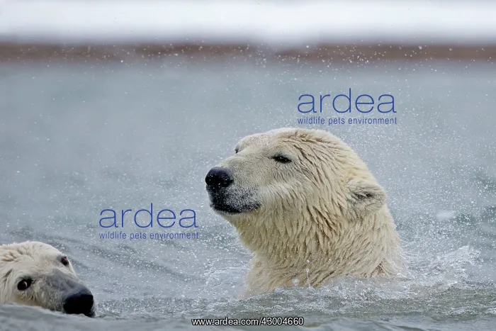 : Polar Bear young swimming in the sea Autumn : Polar Bear young swimming in the sea Autumn
