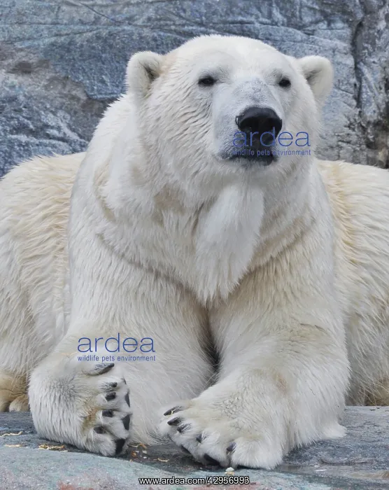 : Polar Bear - in a zoo : Polar Bear - in a zoo