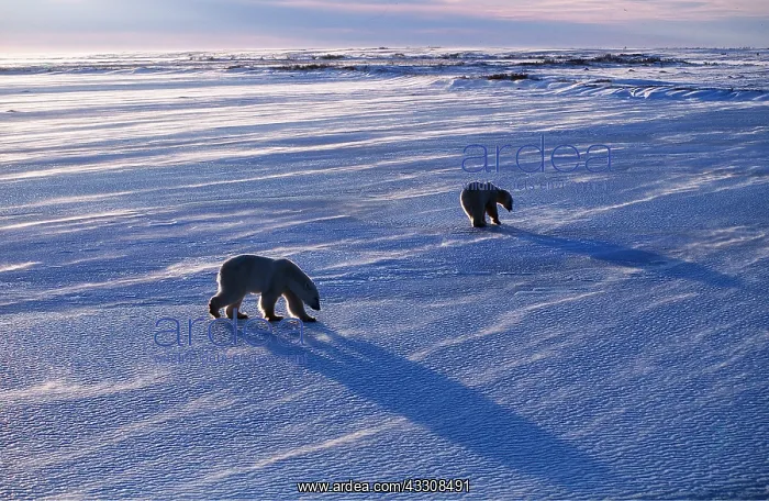 : POLAR BEARS - 2 walking across ice : POLAR BEARS - 2 walking across ice