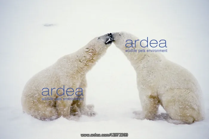 : Polar Bears : Polar Bears