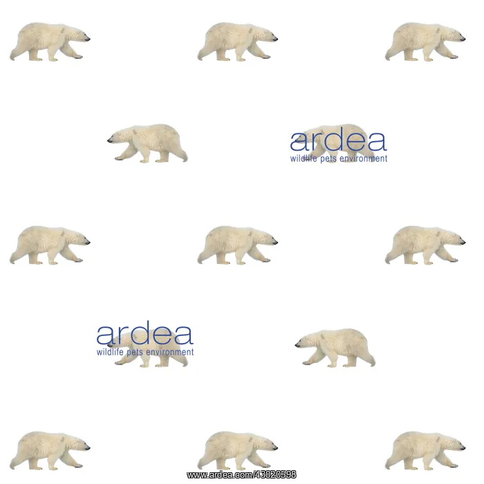  : Polar Bears
