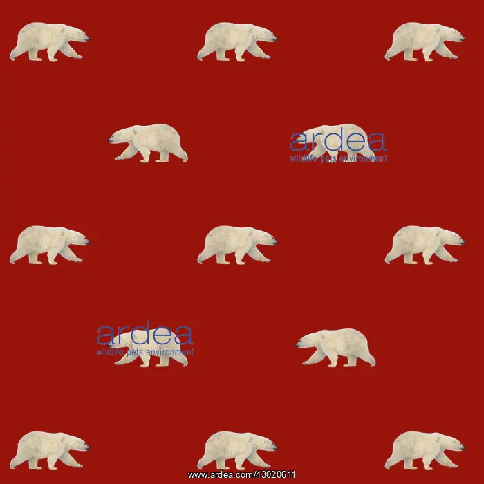  : Polar Bears