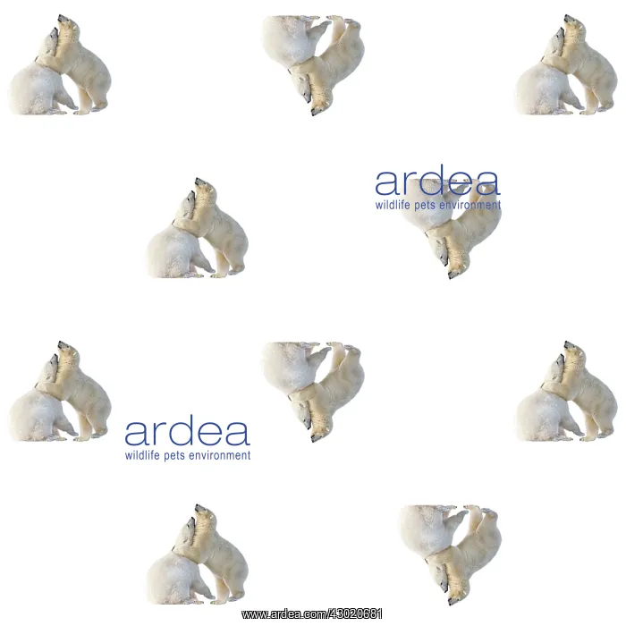 : Polar Bears : Polar Bears