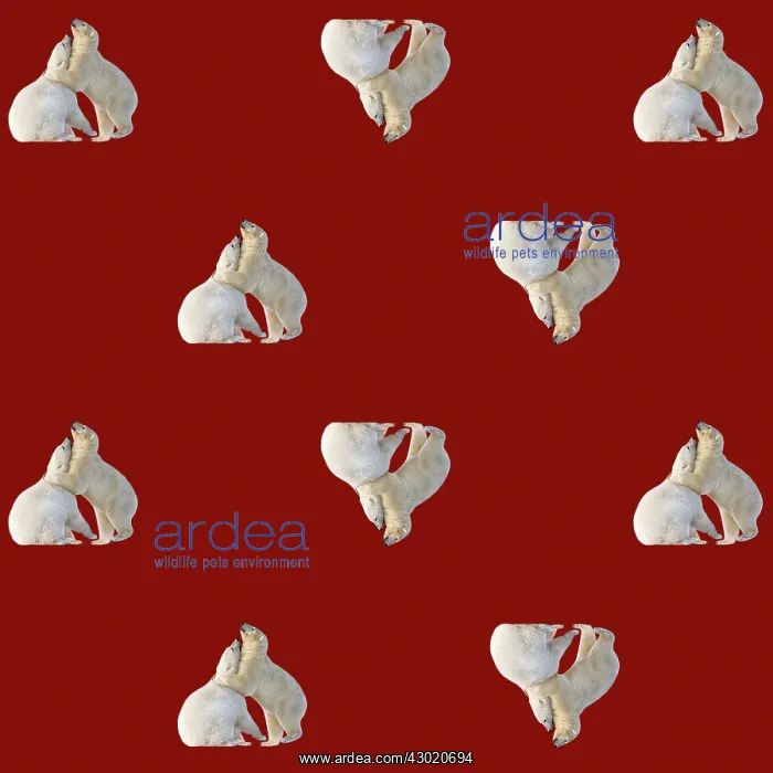 : Polar Bears : Polar Bears