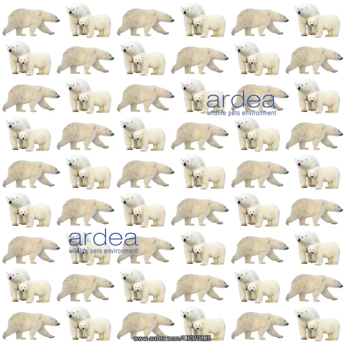  : Polar Bears