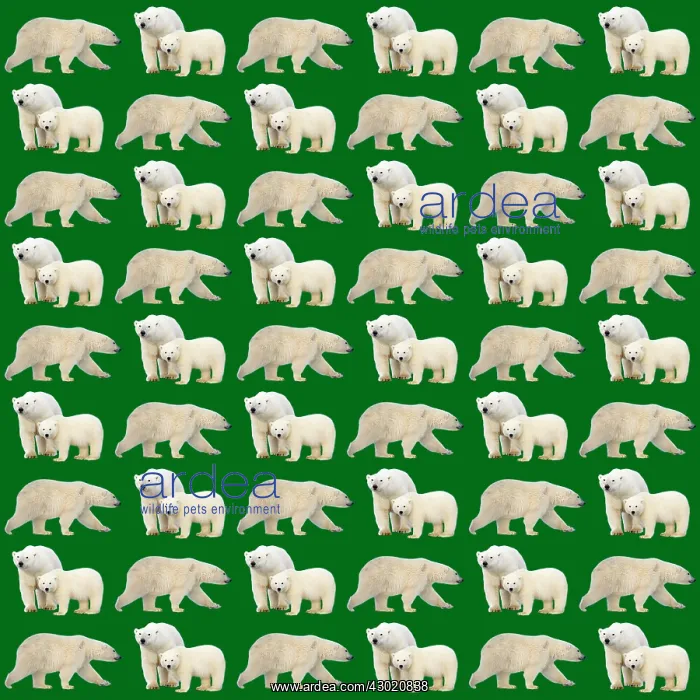 : Polar Bears : Polar Bears
