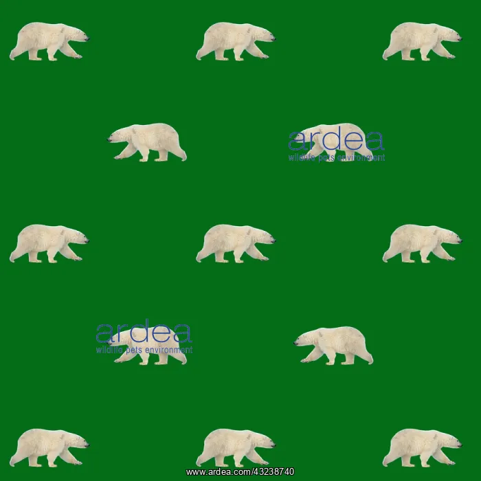 : Polar Bears : Polar Bears