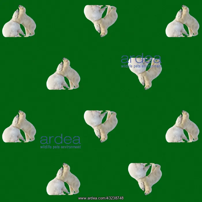 : Polar Bears : Polar Bears