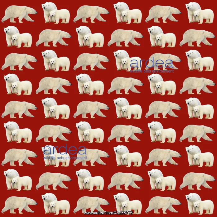 : Polar Bears : Polar Bears
