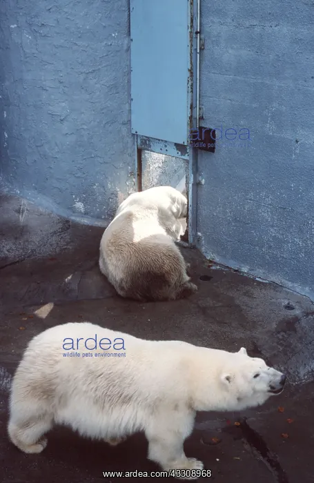 : POLAR BEARS : POLAR BEARS