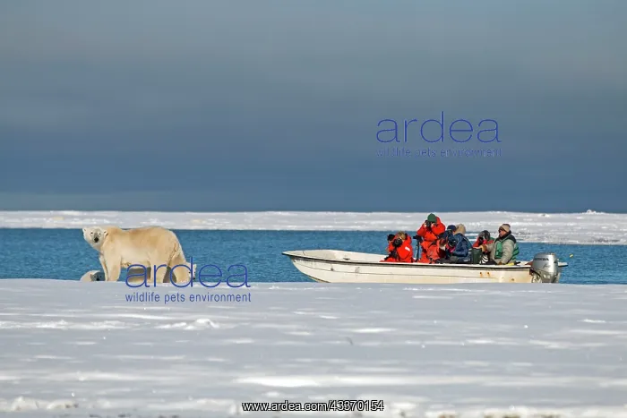 : Polar Bears - boat with photographers to observe : Polar Bears - boat with photographers to observe