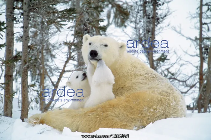: Polar Bears - & two cubs, nuzzling : Polar Bears - & two cubs, nuzzling