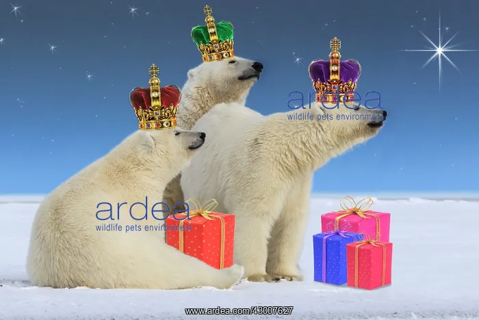 : Polar Bear's dressed as Three wise men, offering : Polar Bear's dressed as Three wise men, offering