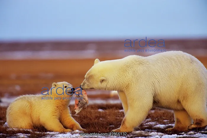 : Polar Bears - female with cub - with chunk of whale : Polar Bears - female with cub - with chunk of whale