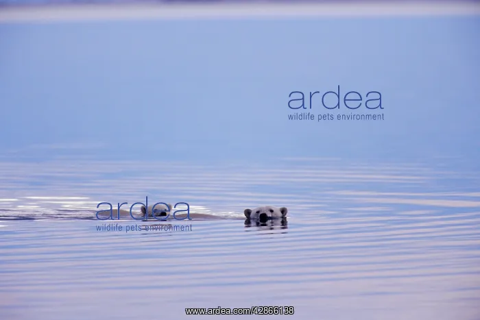 : Polar Bears - female with cub swimming in Arctic : Polar Bears - female with cub swimming in Arctic