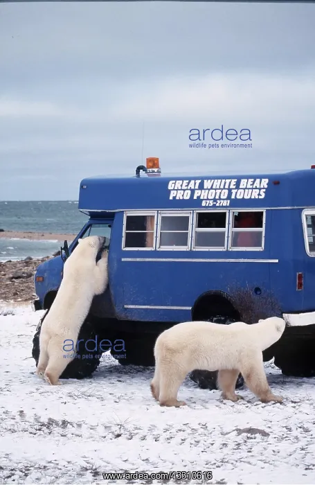 : Polar Bears - two investigating a tourist truck : Polar Bears - two investigating a tourist truck