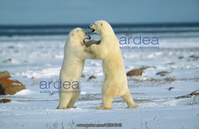 : Polar Bears - play fighting : Polar Bears - play fighting