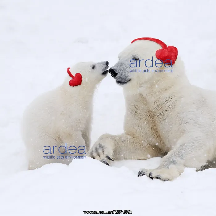: Polar Bears in snow adult and cub wearing heart-shaped : Polar Bears in snow adult and cub wearing heart-shaped