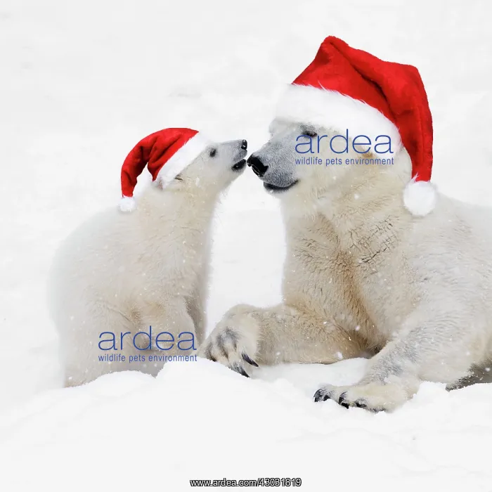 : Polar Bears in snow wearing Christmas hats, adult : Polar Bears in snow wearing Christmas hats, adult