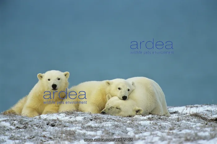 : Polar Bears - sow with cubs - resting along the : Polar Bears - sow with cubs - resting along the